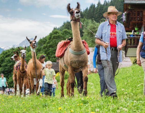 Die Kids werden begeistert sein beim Lama-Trekking im Familien Urlaub im Explorer Hotel Montafon