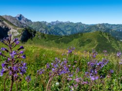 Blumenpracht mit Panorama